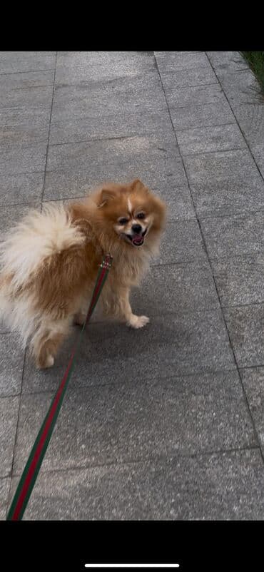 Gəmiricilər: AXTARILIR. Binəqədi Rayon İcra Hakimiyyətinin yanındakı məhlələrdən — 5