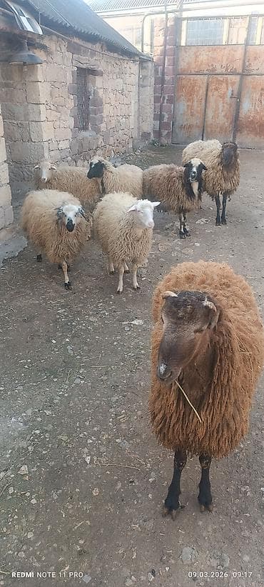 azeri it adlari: Satışda: qoyun sürüsü - Növ: yerli merinos qoyunlar (quzu və ana — 8