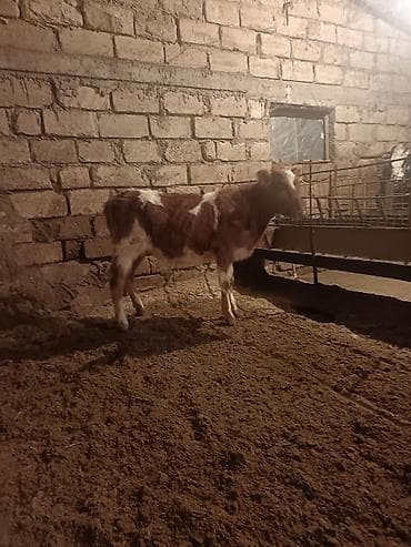 Keçilər, çəpişlər: 5 Aylıq simetan dana dişi — 5