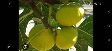 Süd məhsulları və yumurtalar: Salam.binədə əncir satılır mürebelik.klosu1.50qünvandan — 2