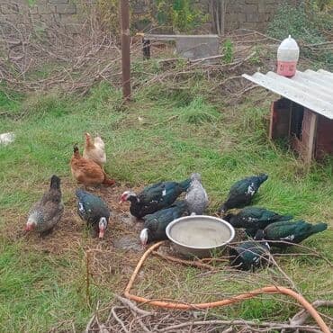 Lal ördekler3 erkek 5 dişi erkek 20 AZN dişi 17 AZN tam sağlam cavan — 3