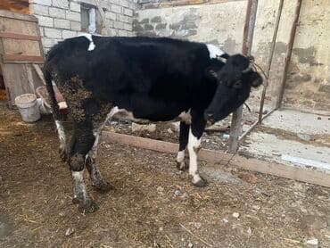 Inəklər, öküzlər: Bakı malıdı tovle malıdı keskılıkdı çavan duyedı 1 defe dogub 1 ıldıde — 6