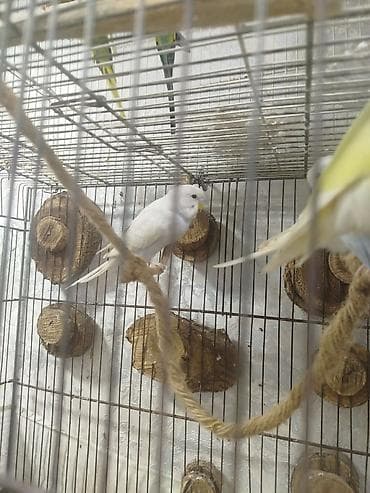 Salam satilir isdəyənlər vatsappda yaza bilər qiymət sondur