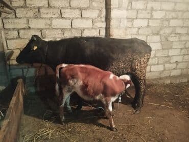 возьму породистого котенка в дар: Самка, лет: 4, Самовывоз — 3