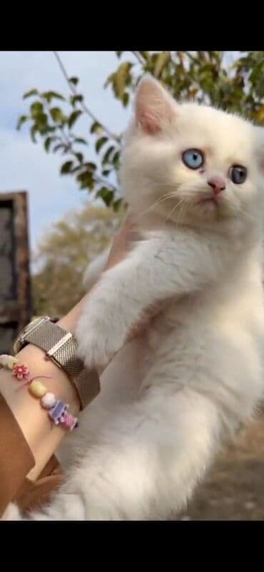 pişik tualet: Britan — 4