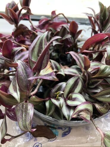 tebii gül şekilleri: Otaq bitkileri — 6