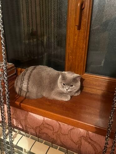 baku pişik satis: Britan, Dişi, Yaxşı əllərə, Pulsuz çatdırılma — 1