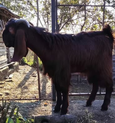 Damazlıq hələb kecisi isteyən zəng ede biler. 7 aylıqdır lalafo.az -da Damazlıq hələb kecisi isteyən zəng ede biler. 7 aylıqdır