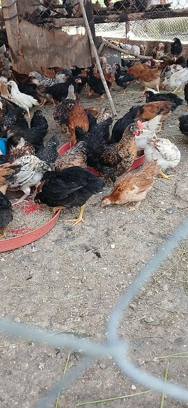 Quşlar: 4 manata 50 gunliy cucə di kurdemir sigirli kəndi — 1