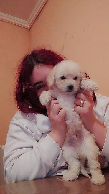 it satilir ucuz: Pudel, 1 ay — 7