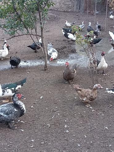qaşqaldağ quşu: Muscovy ördəkləri (hind ördəyi) – çoxsaylı sürü Qiymətləri Ferqlidir — 6