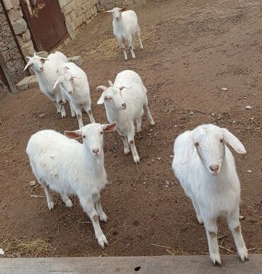kişi keçə şap şapları: Ağ rəngli gənc keçilər – kiçik sürü - Növ: yerli süd və ət — 5