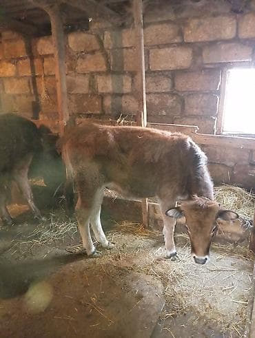 dişi pitbul: Kok disi dana icərdə baxilan danadi — 2