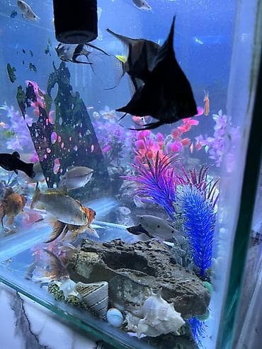 mal bazari az: Salam. akvarium əla vəziyyətdədi 30 dan çox balıq var hamısını üstə — 7