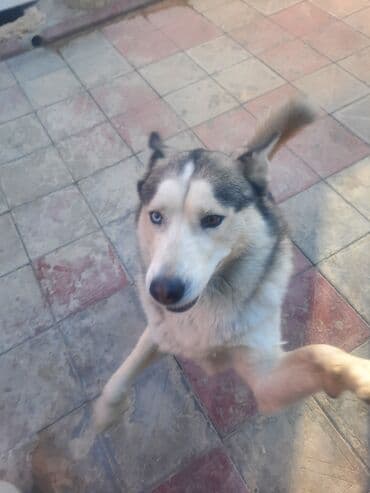 cütləş: Xaski, 6 il, Cütləşmə üçün — 7