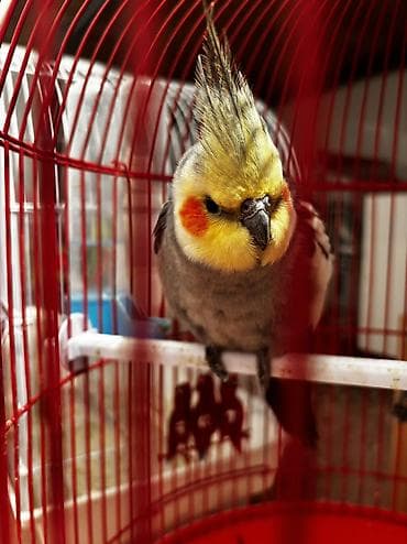 afcarka dişi: Korella cütü satılır cütü 65 manata əgər istəyən olsa — 6