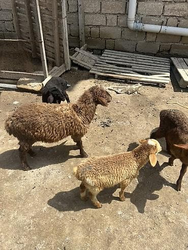 cins heyvanlar: Qoyun və quzu heyvanları - Növ: yerli ətlik/yunlu qoyunlar və quzular — 2