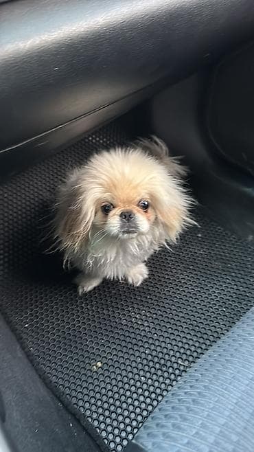 Pekines, Peyvəndli