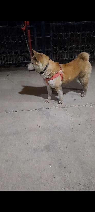 İtlər: Akita-inu, 3 ay, Dişi — 4