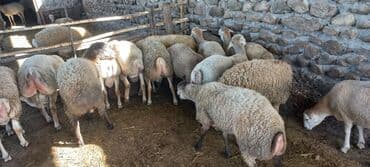 cins inekler: Kök erkək quzular dini çəkisi 37 kq dan 49kq ya qədər üiymət 8 — 2