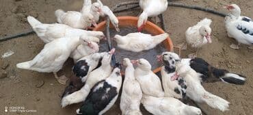 zumrud ordək: Məhsul: Muskovi (Hind) ördəkləri – müxtəlif rənglərdə sürü Təsvir: - — 3