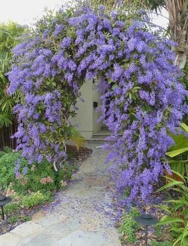 bonsai ağacı haqqında məlumat: Hər növ dekorativ ağac və güllərin satışı 🔵Sifarişlərini çatdırılması — 22