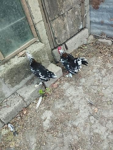 cücə satışı: 1 cüt yaponkalar satılır.tam sağlamdılar.heyvanlar göz — 2