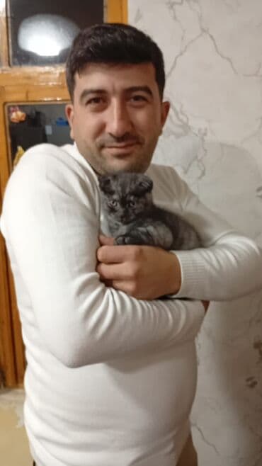 Şotland yastı qulaq