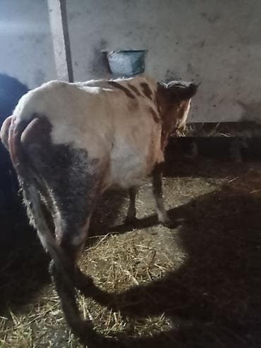 Birc qarin dügedi ciddi şexsler zeng vursun lalafo.az -da Birc qarin dügedi ciddi şexsler zeng vursun