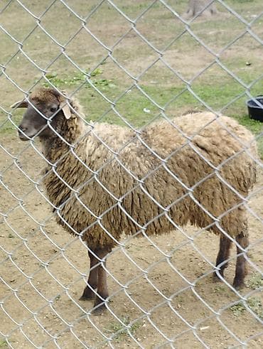 Yemlər: Salam Allah hamının malına bərəkət versün! Şəkildə gördüyünüz quzular — 1