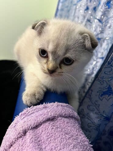 şotlan pişik: Şotland yastı qulaq, Erkək, Dişi, Yaxşı əllərə, Ünvandan götürmə, Pulsuz çatdırılma, Ödənişli çatdırılma — 111