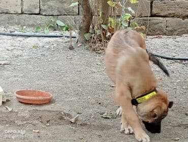 qurdbasar balaları: Qurdbasar, 3 ay, Dişi, Ödənişli çatdırılma — 6