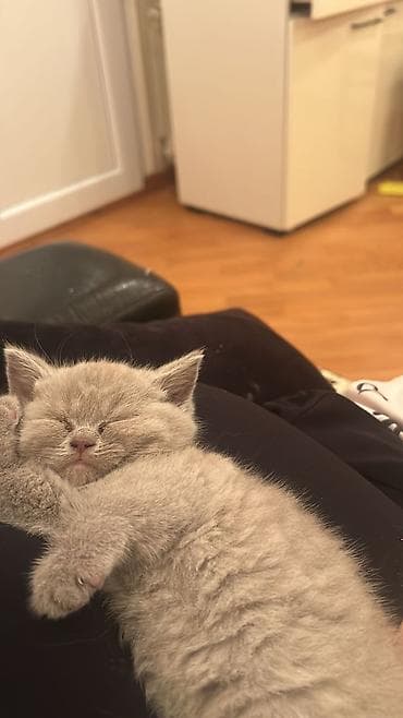 pişim: Boz tüklü balaca pişik balası - Cinsə bənzər görünüş: qısa tüklü, sıx — 6