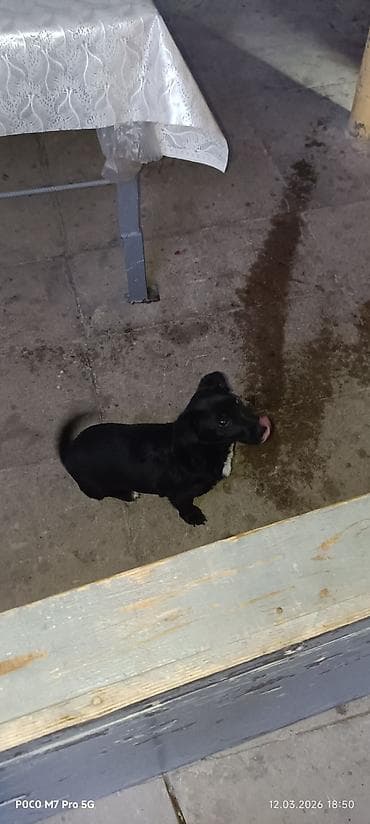 Erkek, Ünvandan götürmə