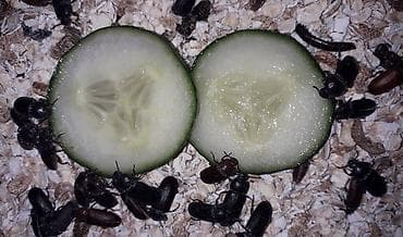 Tenebrio molitor böcəyi. Kərtənkələ, buqələmum, tarantula, tısbağa