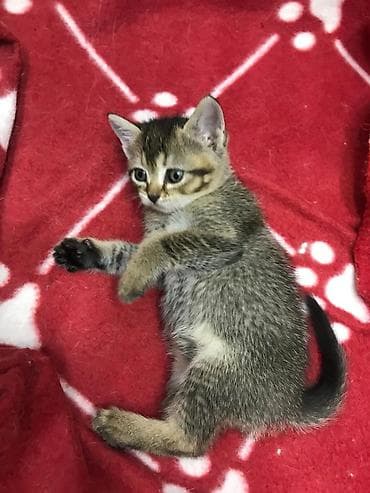 Tabbi lalafo.az -da Tabbi