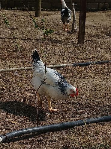 hise verilmis bogaz: Kənd toyuğu Toyuq Bütöv, Topdan, Ünvandan götürmə — 1