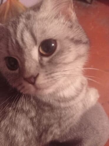 pulsuz pişiy: Şinşilla, Dişi, Yaxşı əllərə, Pulsuz çatdırılma — 2