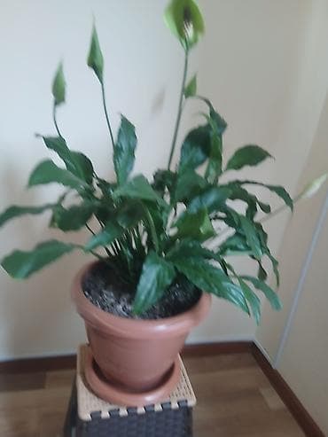 ev gulleri ve adlari: Spathiphyllum (Sülh zanbağı) – otaq bitkisi - Yaşıl, parlaq yarpaqlar — 1