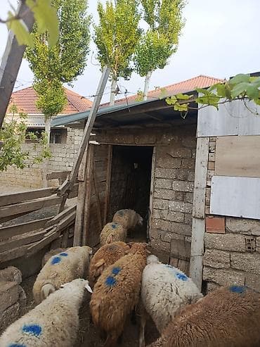 Erkəy quzular satılır qurbanlığa yarayır at lalafo.az Erkəy quzular satılır qurbanlığa yarayır