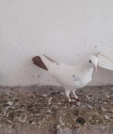 feniks quşu: Erkey — 4