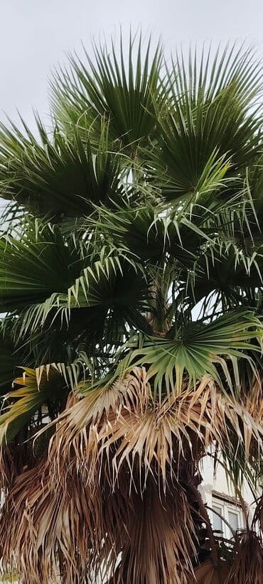 ağac budama: Məhsul: Dekorativ palma ağacı (fan formalı yarpaqlar) Təsvir: - — 1