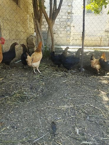 cuce: Toyuq, Damazlıq, Ünvandan götürmə — 3