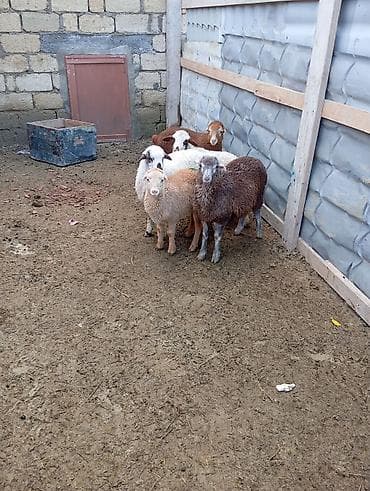 quzu qiymətləri: 4erkəyn1dişi Təsvir: - Şəkillərdə 6 baş quzu görünür: ağ, ağ-qara — 3