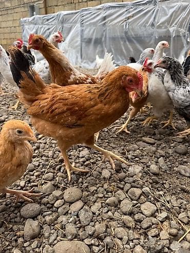 kuçinka toyuqları: Kənd çolpaları 900qr - 1 kq Çox sayda alana qiymətdə endirim — 6