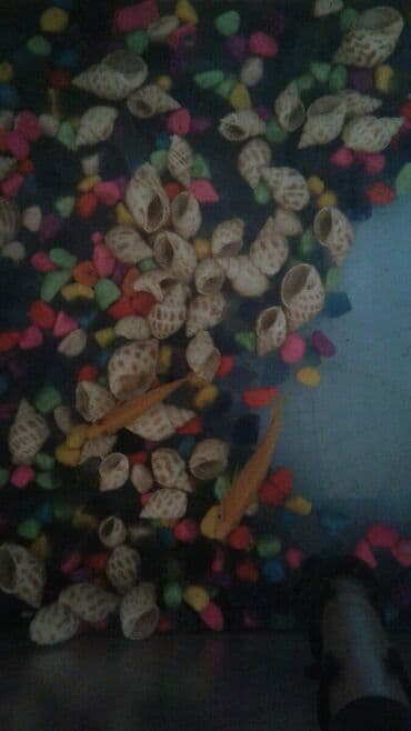 Cixlid balığı, Yırtıcı, Ünvandan götürmə lalafo.az -da Cixlid balığı, Yırtıcı, Ünvandan götürmə