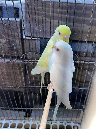 texas bildircin satisi: Tutuquşu Albinos və Lutino qırmızı göz cüt erkək dişi. Barter — 3