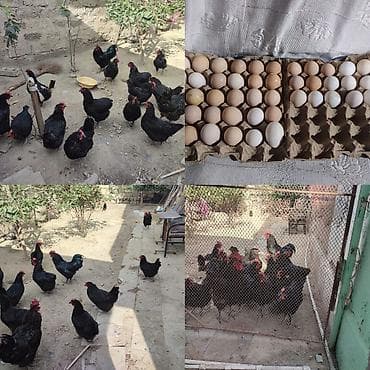 quş adları: Salam akeykum avstralorp yumurtaları satılır təmiz qandi.istiyen olsa — 1