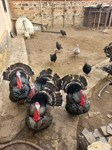 heyvan bazari inekler: Dişi, Ətlik, Ünvandan götürmə — 3