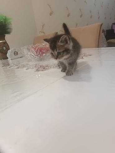 pişiylər: Britan — 3